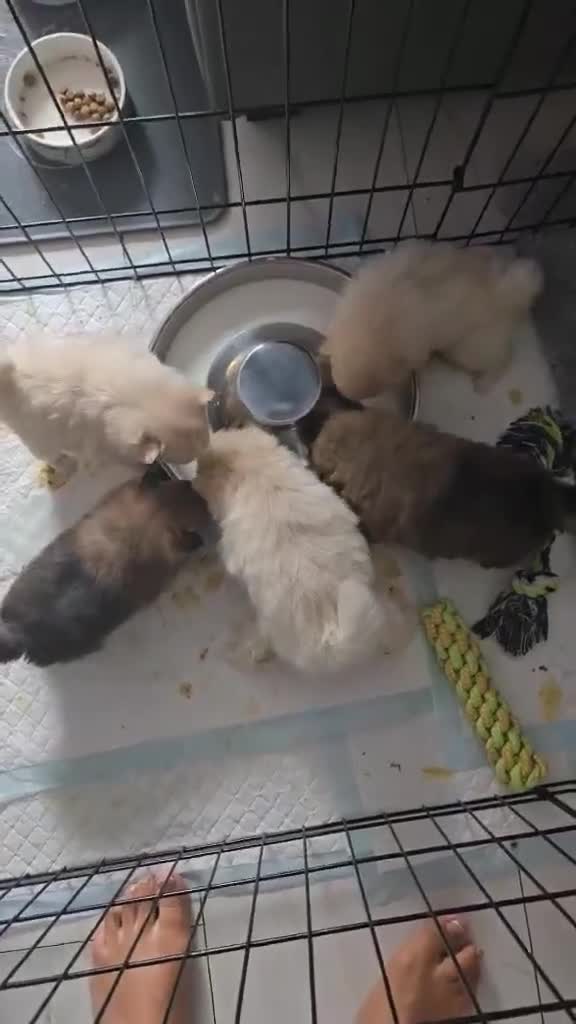 Pomeranian dogs for sale: Beautiful miniature Pomeranians  - Video 1