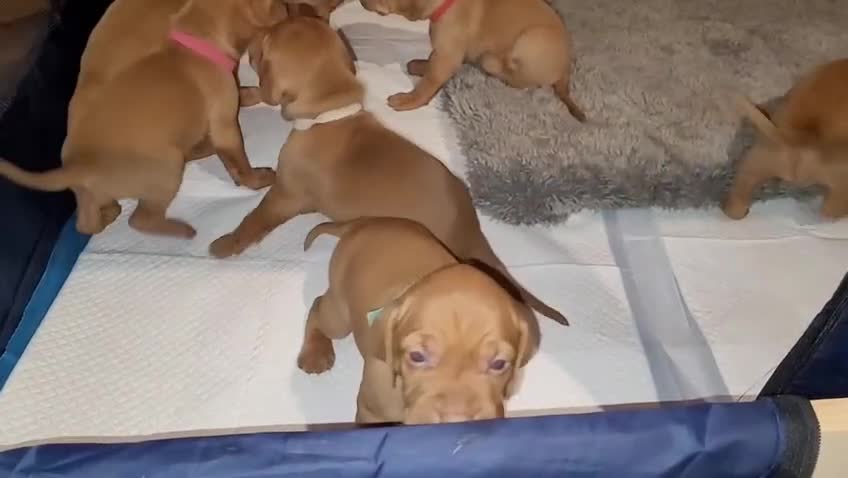 Hungarian Vizsla dogs for sale: Hungarian vizsla puppies  - Video 1