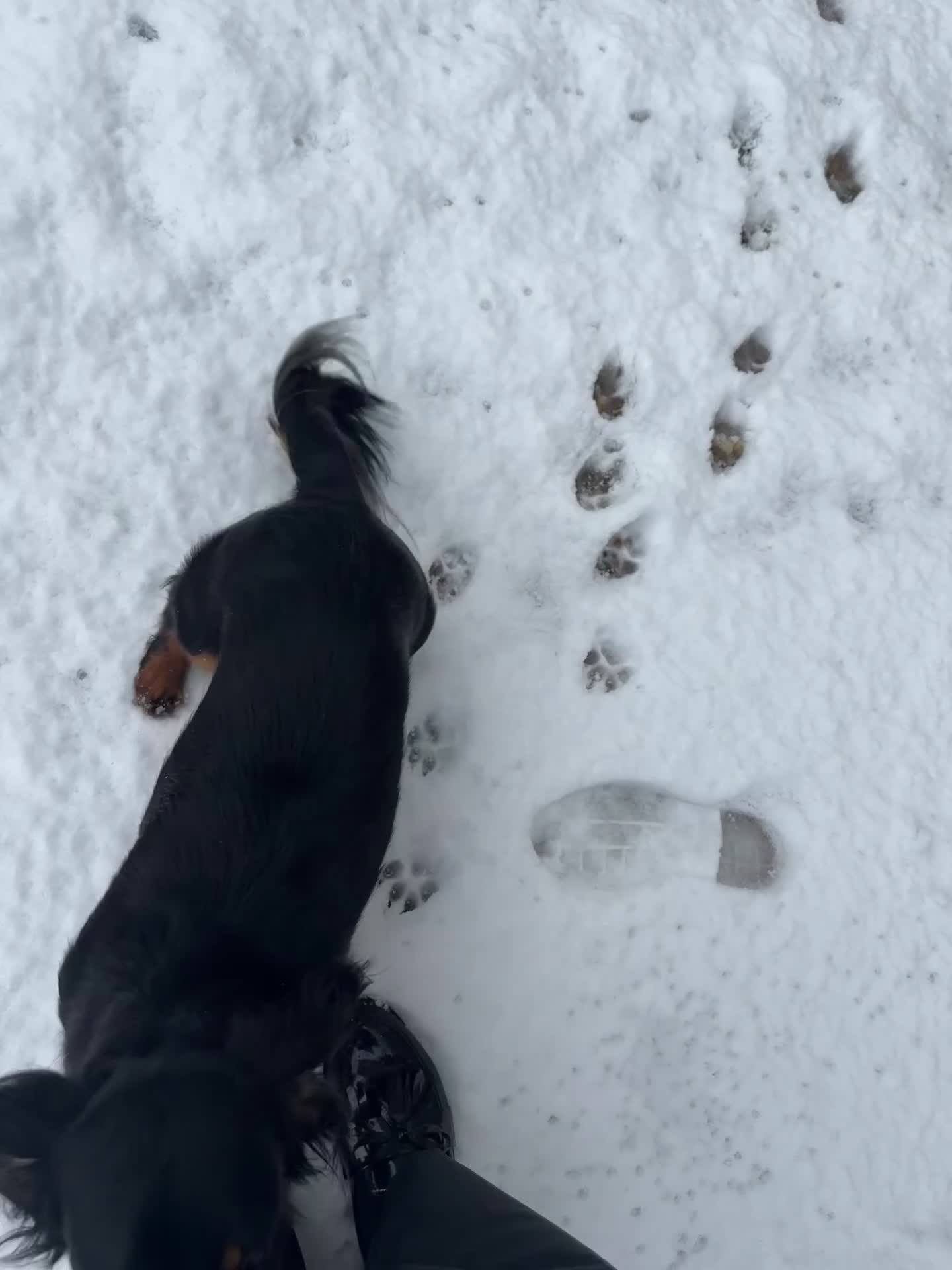 Miniature Dachshund dogs for sale: Long haired miniature daschund in Bridlington - Video 1