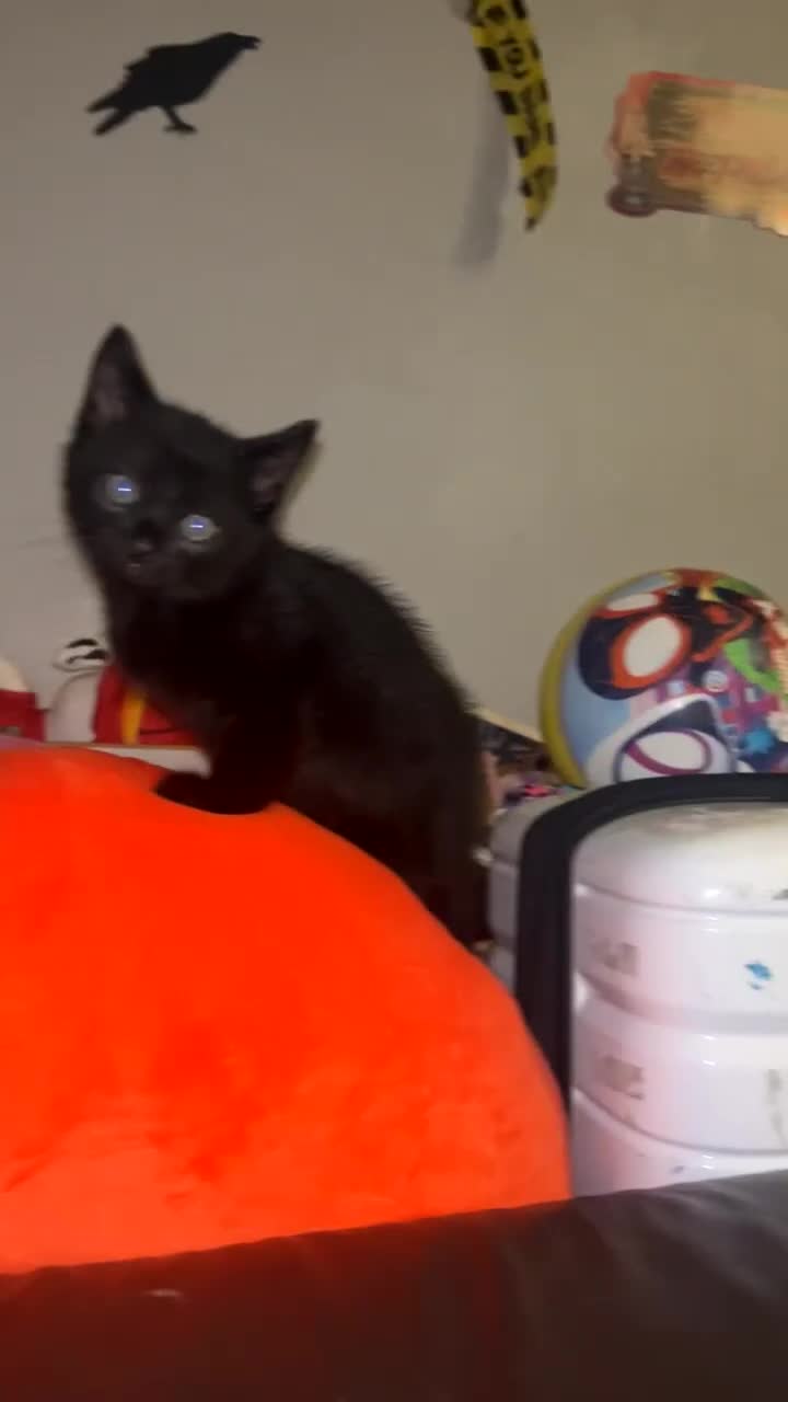 Mixed Breed cats for sale: Black kittens  - Video 1