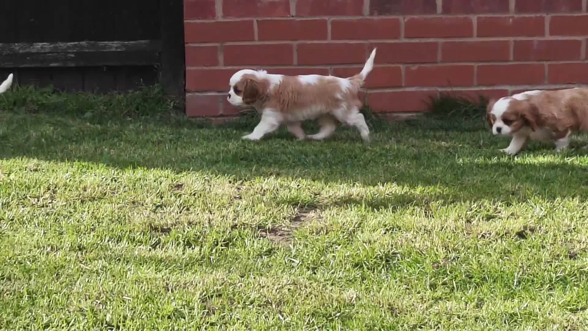 Cavalier King Charles Spaniel dogs for sale: Gorgeous KC Cavaliers from Health Tested Parents  - Video 2