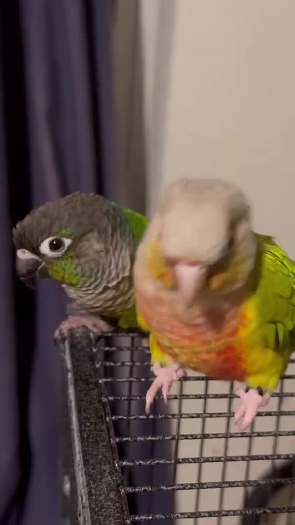 Conures birds for sale: Bonded Pair of Conures Tamed - Video 2