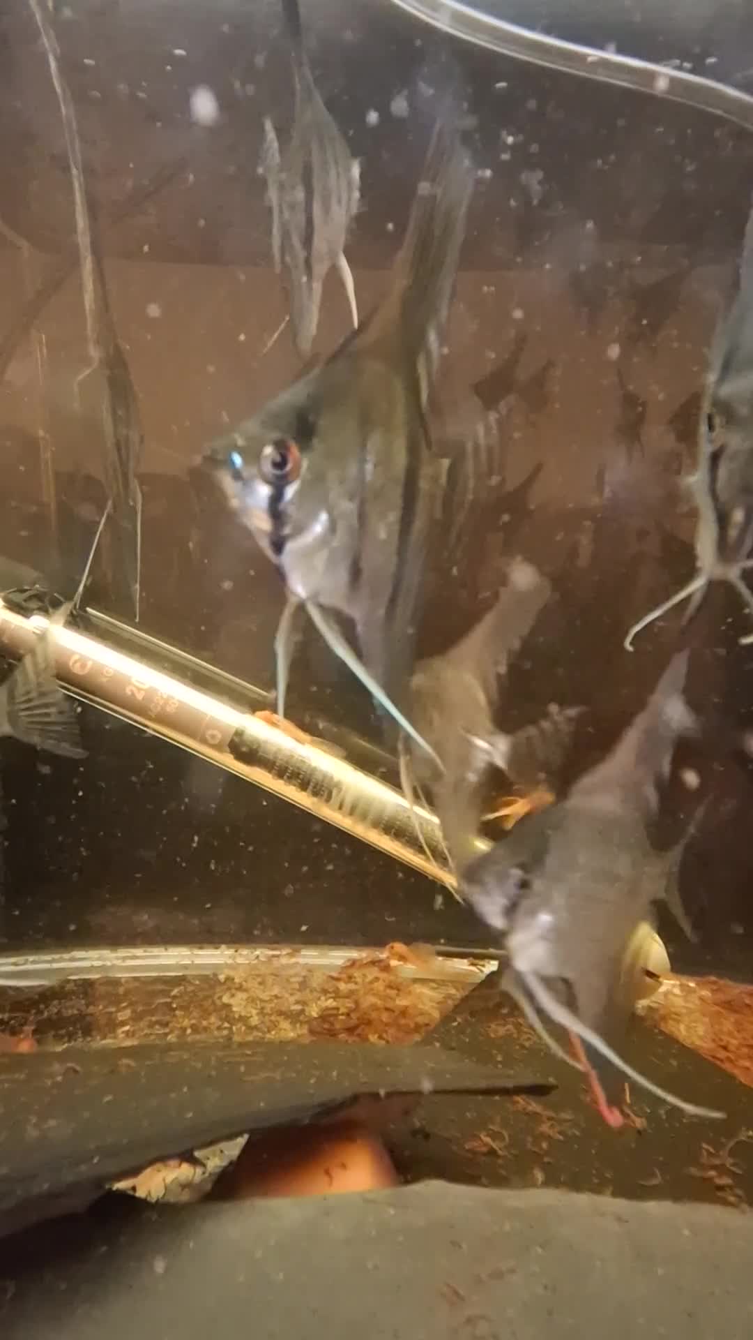 Angelfish fish for sale: Manacapuru Red back Angelfish  - Video 1