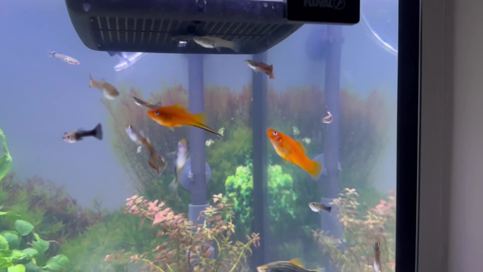 Live Bearers fish for sale: Guppy's endlers / molly & swords  - Video 1