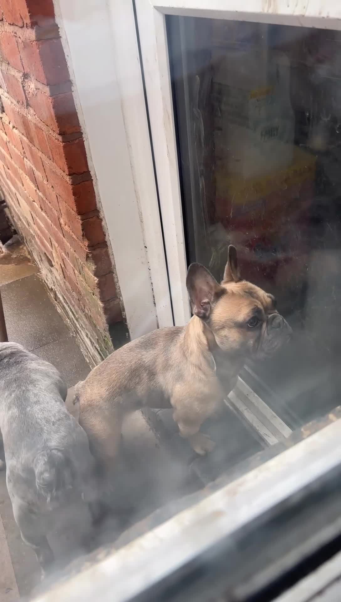 French Bulldog dogs for sale: French bulldog  in Birmingham - Video 1