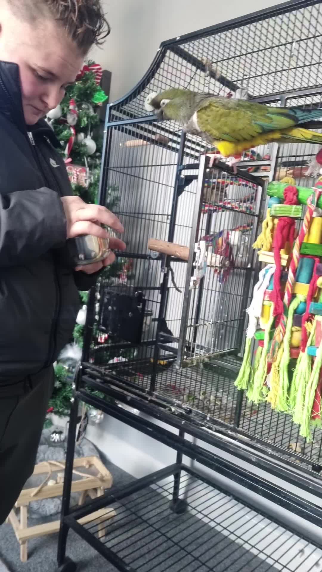 Conures birds for sale: Conure parrot - Video 1