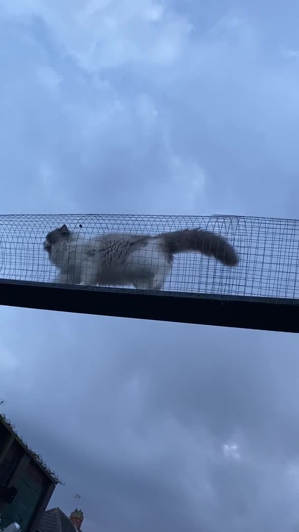 Ragdoll cats for stud: Active Gccf Blue bi Ragdoll in Grantham - Video 1