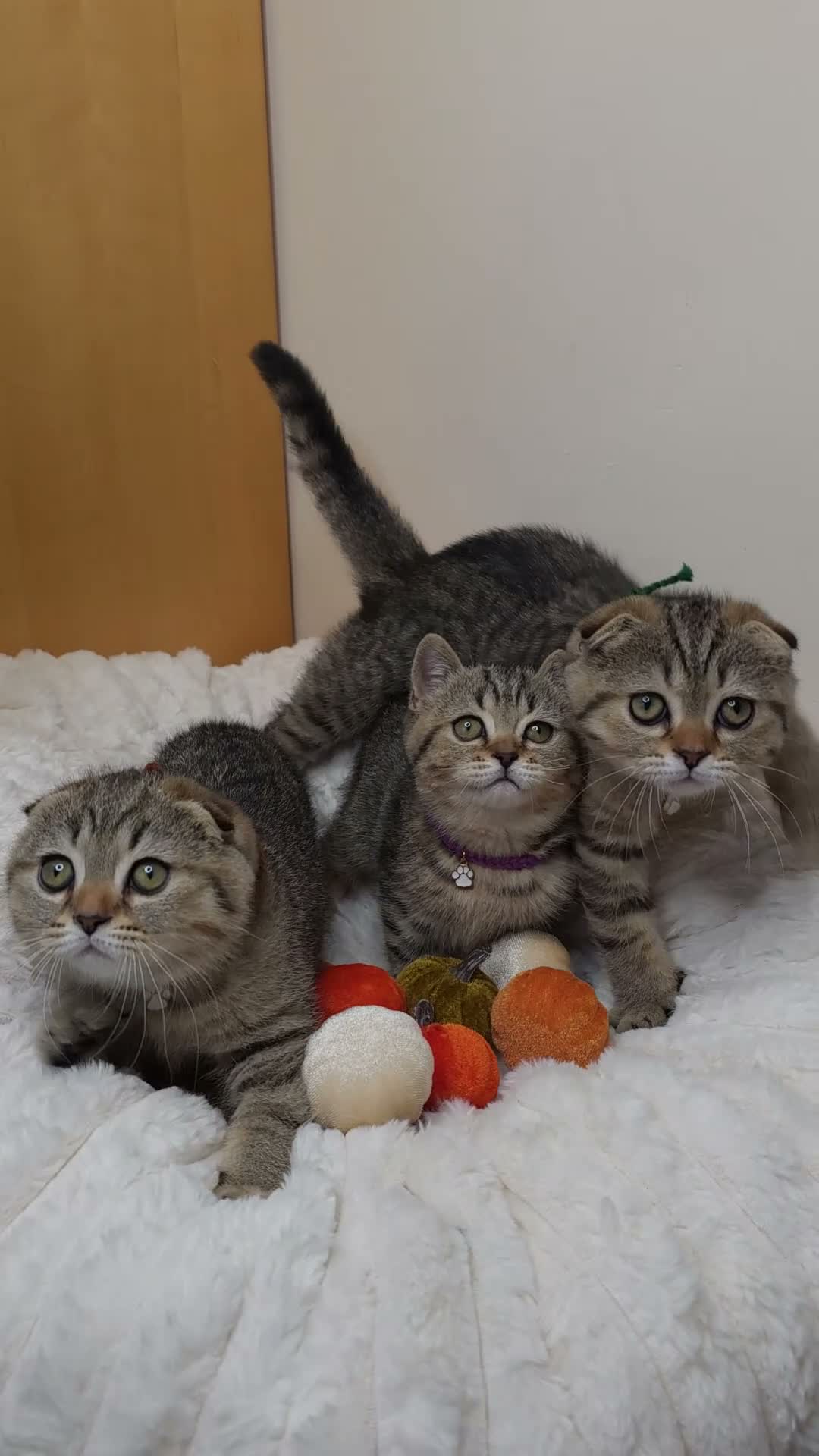 British Shorthair cats for sale: Golden Tabby Kittens  - Video 1