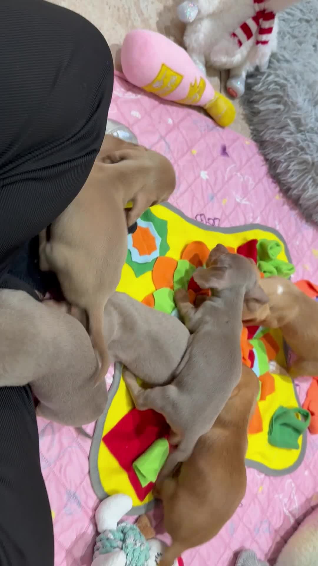 Miniature Dachshund dogs for sale: Beautiful Mini Dachshunds Pups 5 Star ⭐ Licensed - Video 5