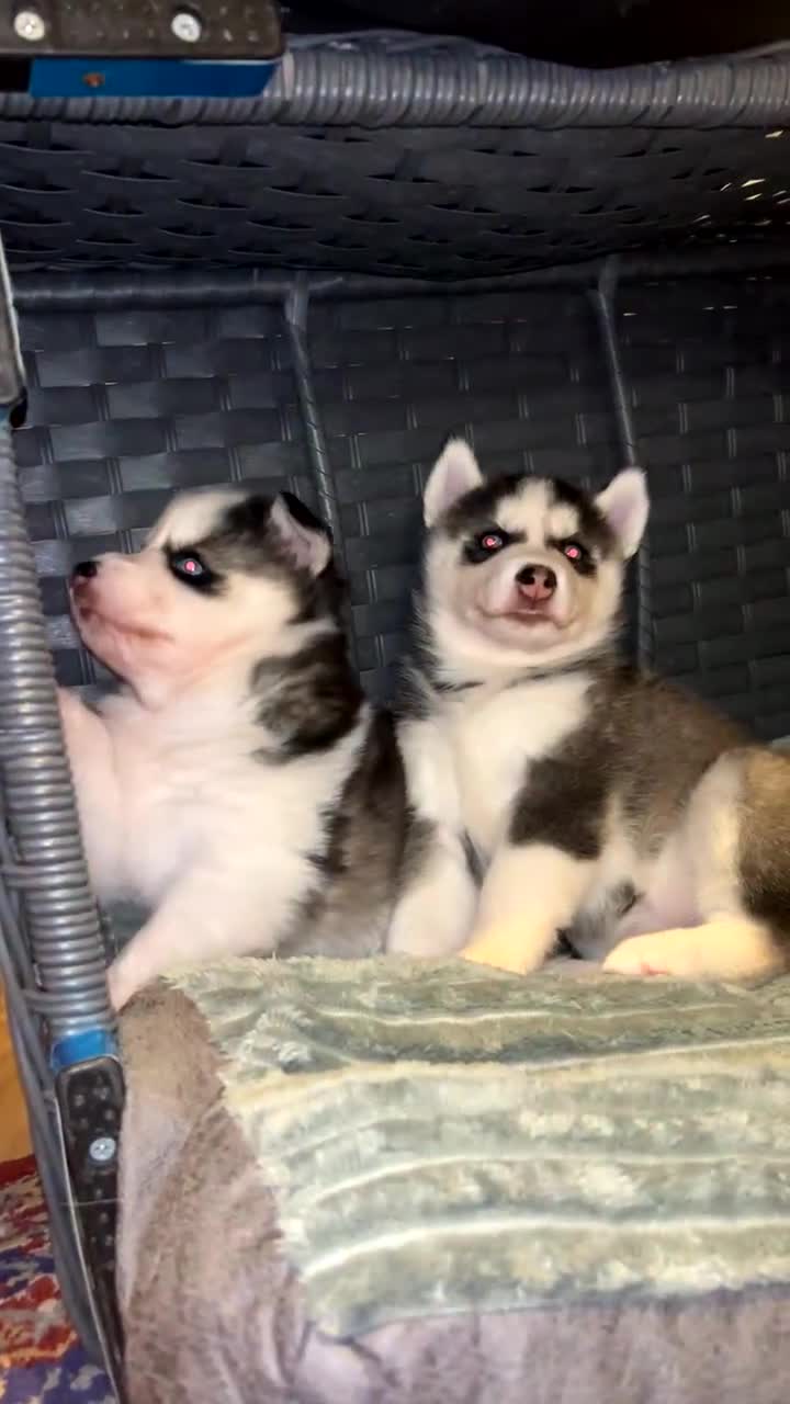 Siberian Husky dogs for sale: Siberian husky puppies  - Video 2