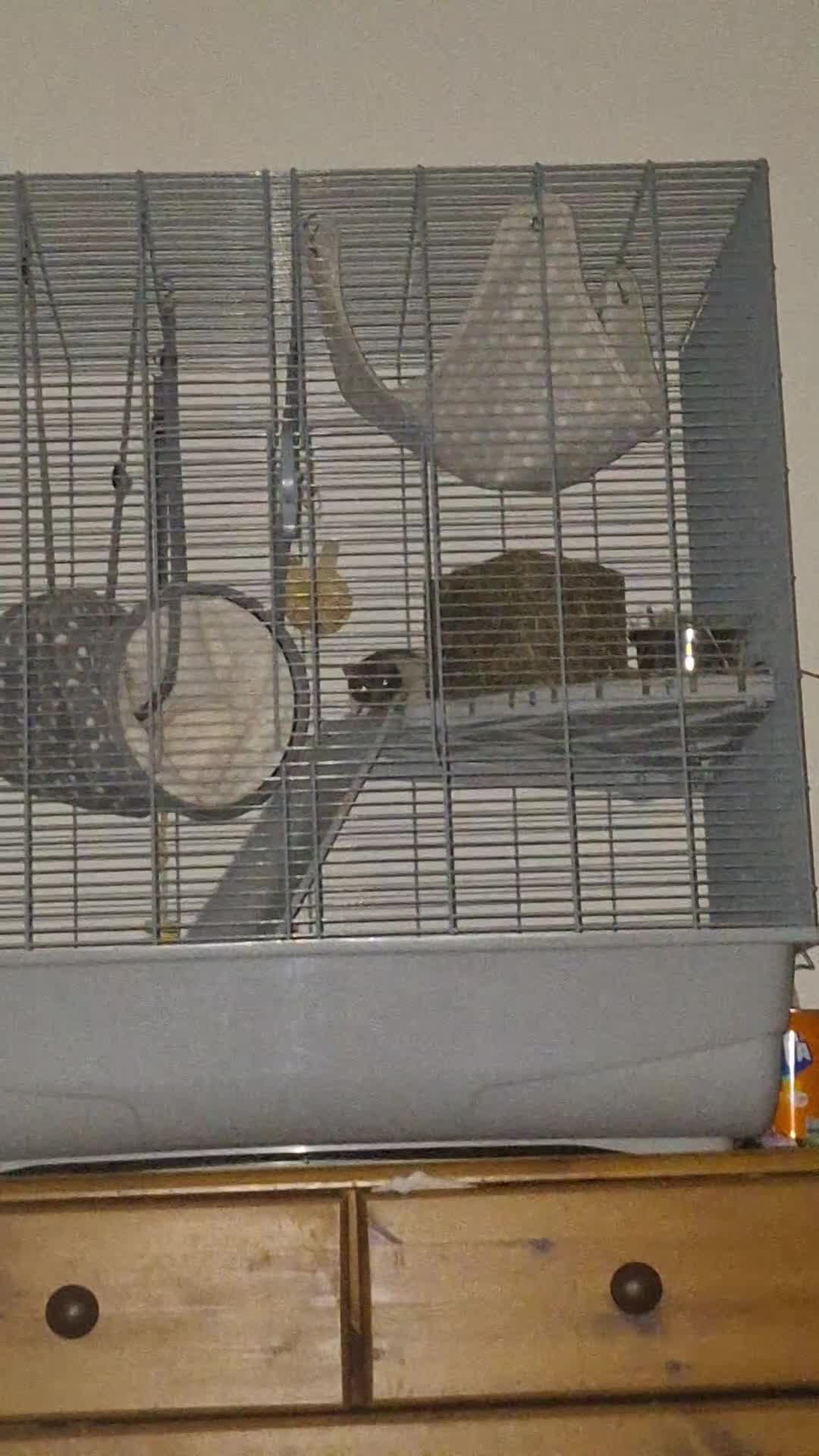 Rat rodents for sale: 2 Female rats +cage  - Video 2