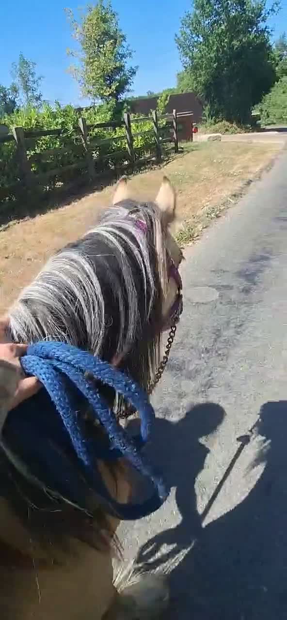 Irish Cob horses for sale: 10 month old Buckskin Gypsy cob in Stevenage - Video 1