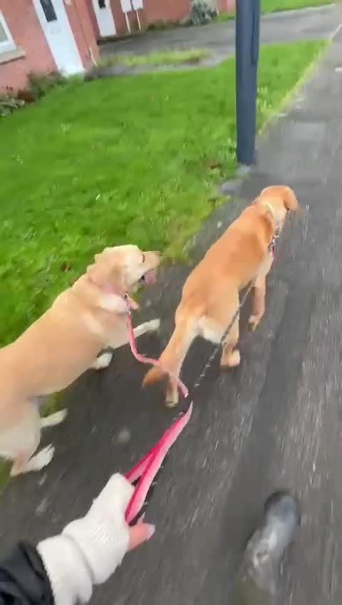 Labrador Retriever dogs for stud: Red fox kc reg lab for stud - Video 2