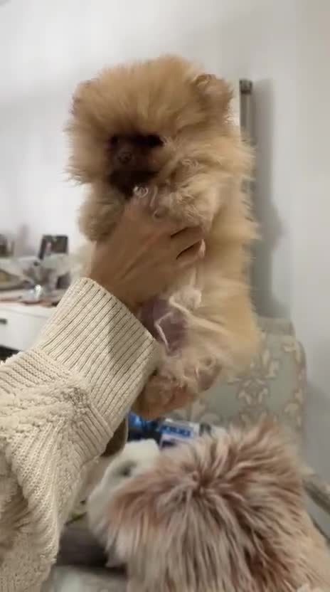 Pomeranian dogs for sale: Stunning littler of KC Pom puppies - Video 1