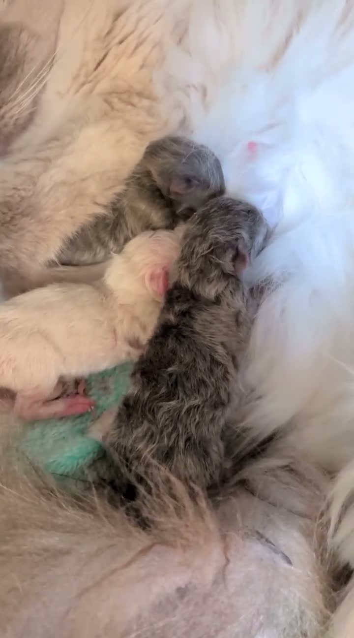 Ragdoll cats for sale: 3 Rare solid ragdoll kittens - Video 1