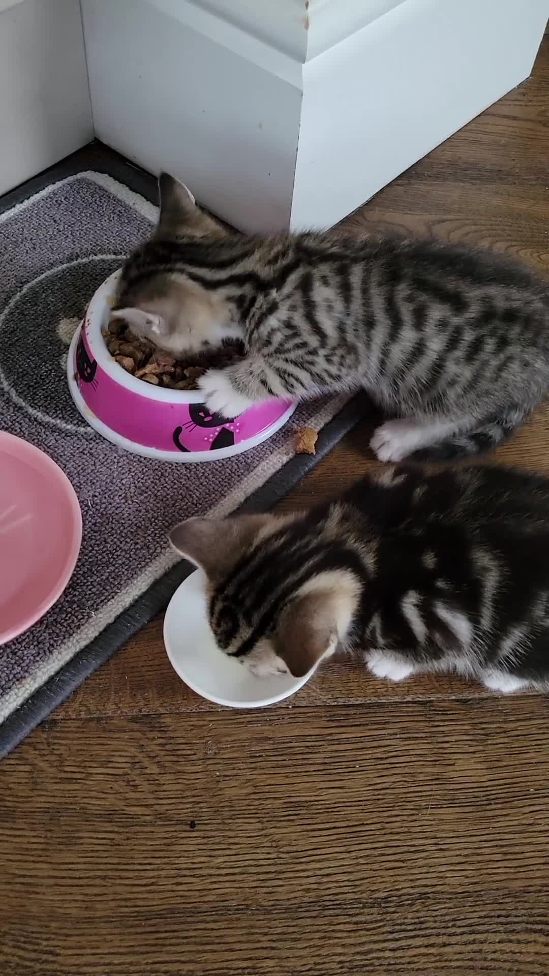 Mixed Breed cats for sale: 2 adorable female tabby kittens for sale  - Video 1