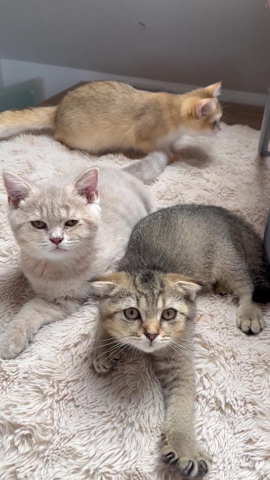 Scottish Fold cats for sale: Ready TICA reg stunning kittens available  - Video 3