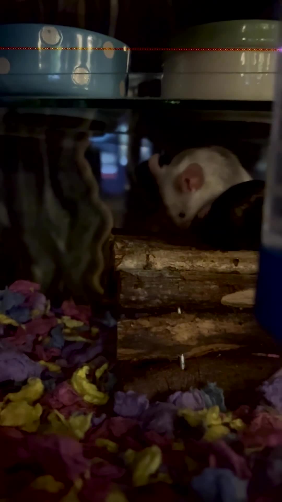 Mouse rodents for sale: Bonded mice - Video 1