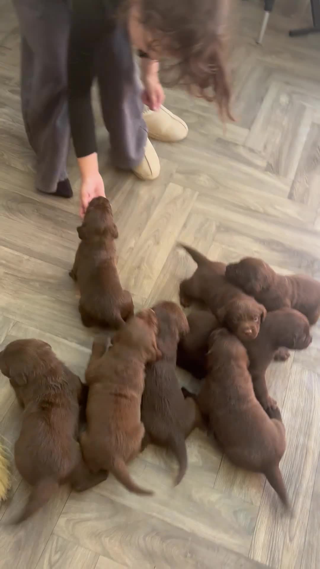 Labrador Retriever dogs for sale: Chocolate Labradors in Tamworth - Video 1