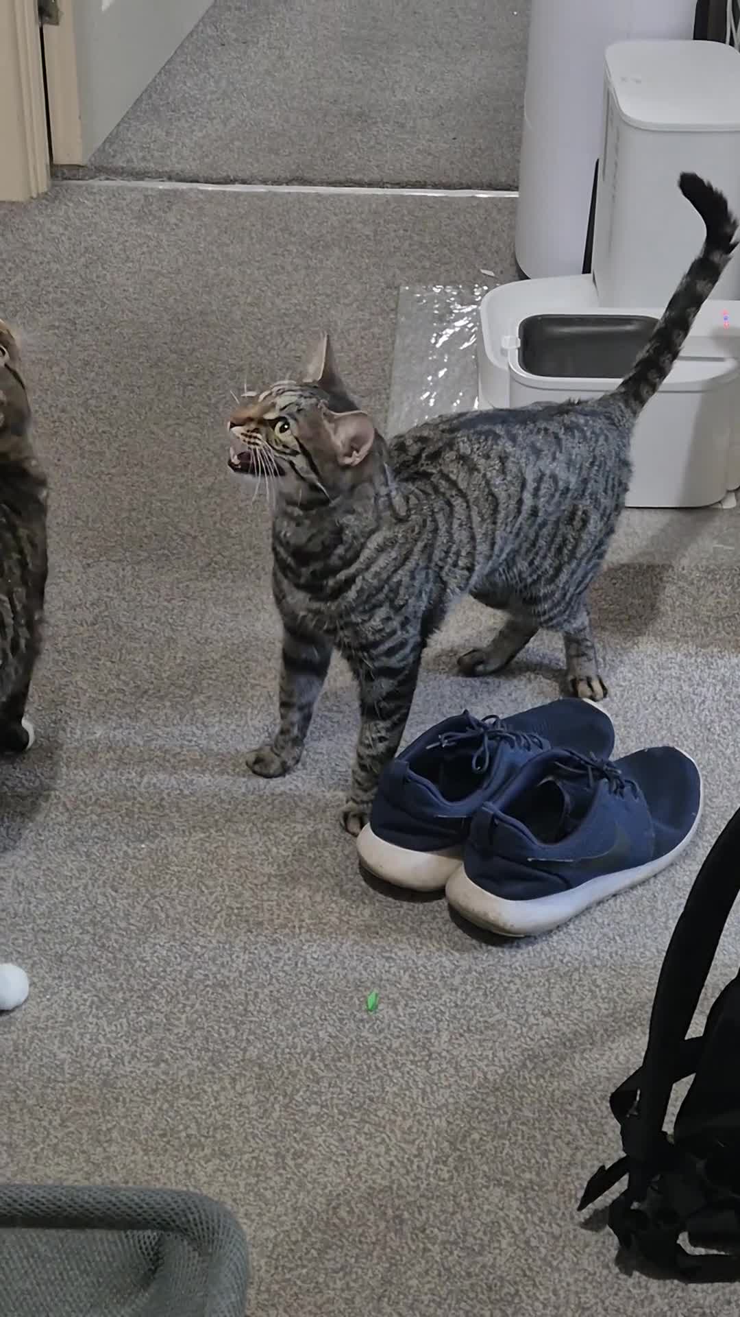 Mixed Breed cats for sale: Handsome Bengal X Domestic Shorthair (Indoor Cat) - Video 2