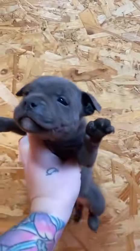 Staffordshire Bull Terrier dogs for sale: Most Friendly Staffy’s & Great Personality  in Aylesbury - Video 1