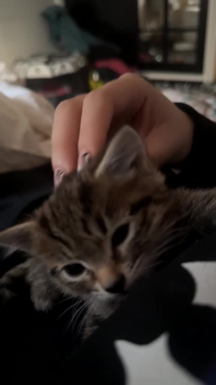 Mixed Breed cats for sale: 8 week old Female tabby kitten - Video 1