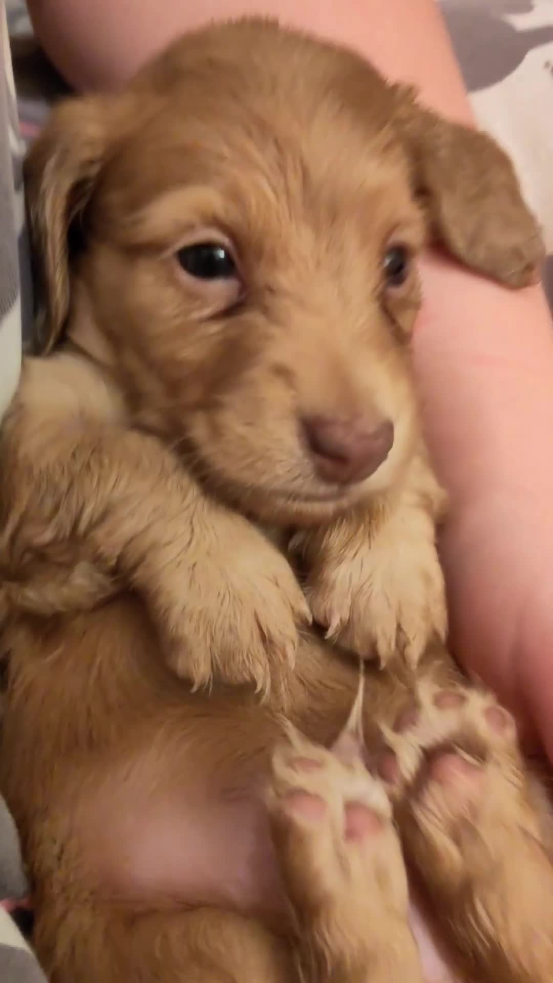 Miniature Dachshund dogs for sale: KC PRA Clear Mini Longhair Daxies – Dapple - Video 4