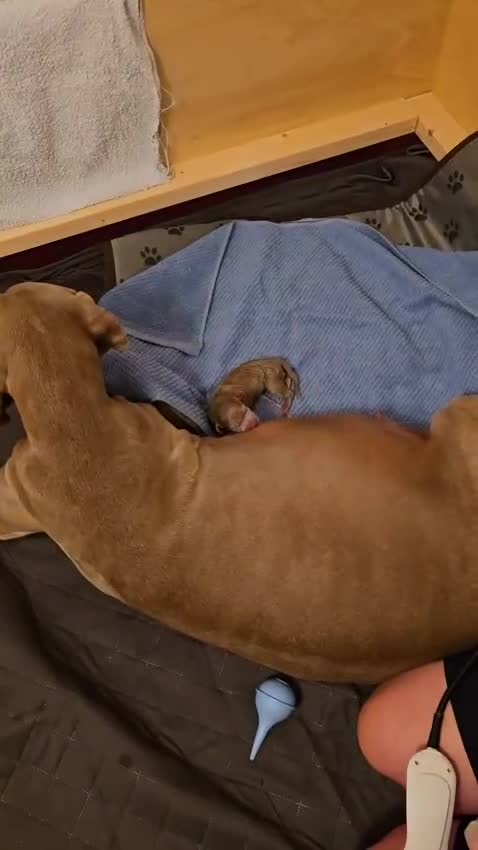 Weimaraner dogs for sale: Exceptional litter of Weimaraner puppies  - Video 1