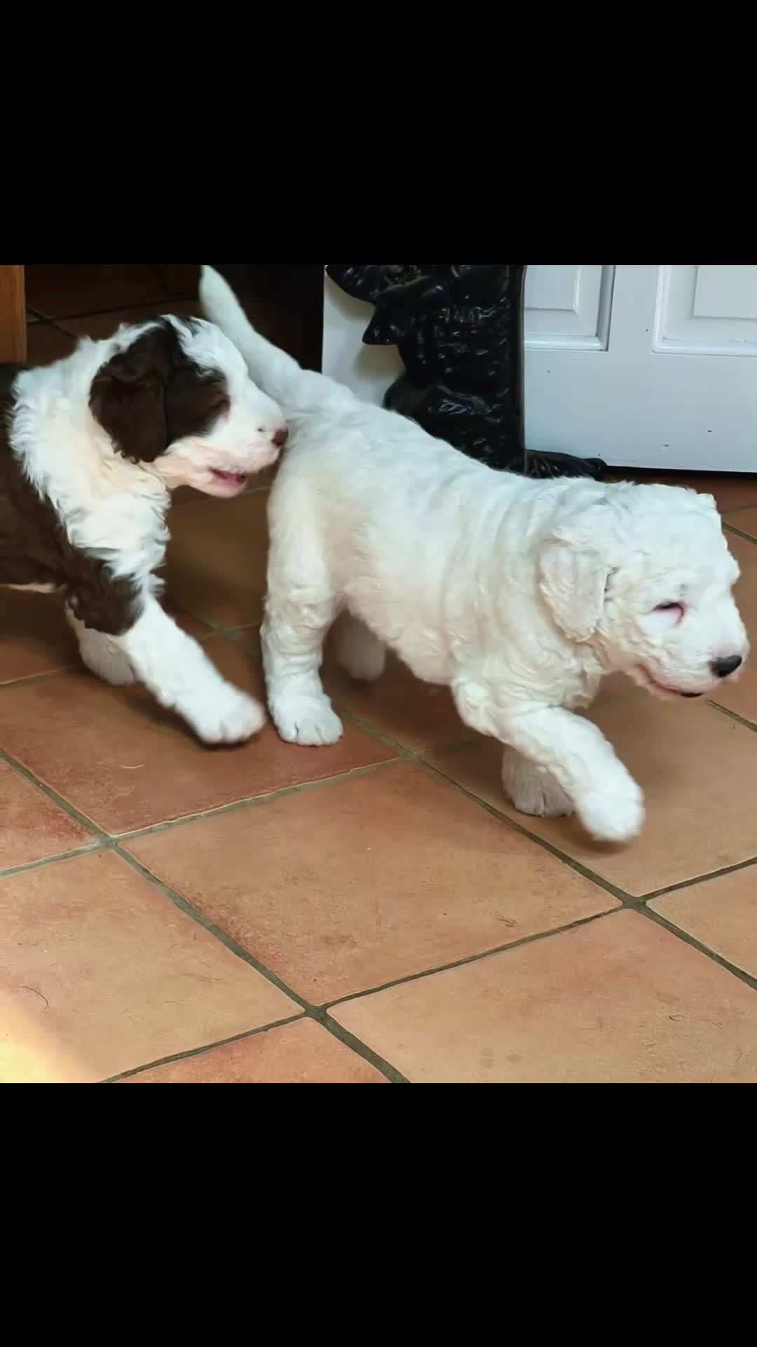 Sheepadoodle dogs for sale: F2 Sheepadoodle Standard  - Video 1