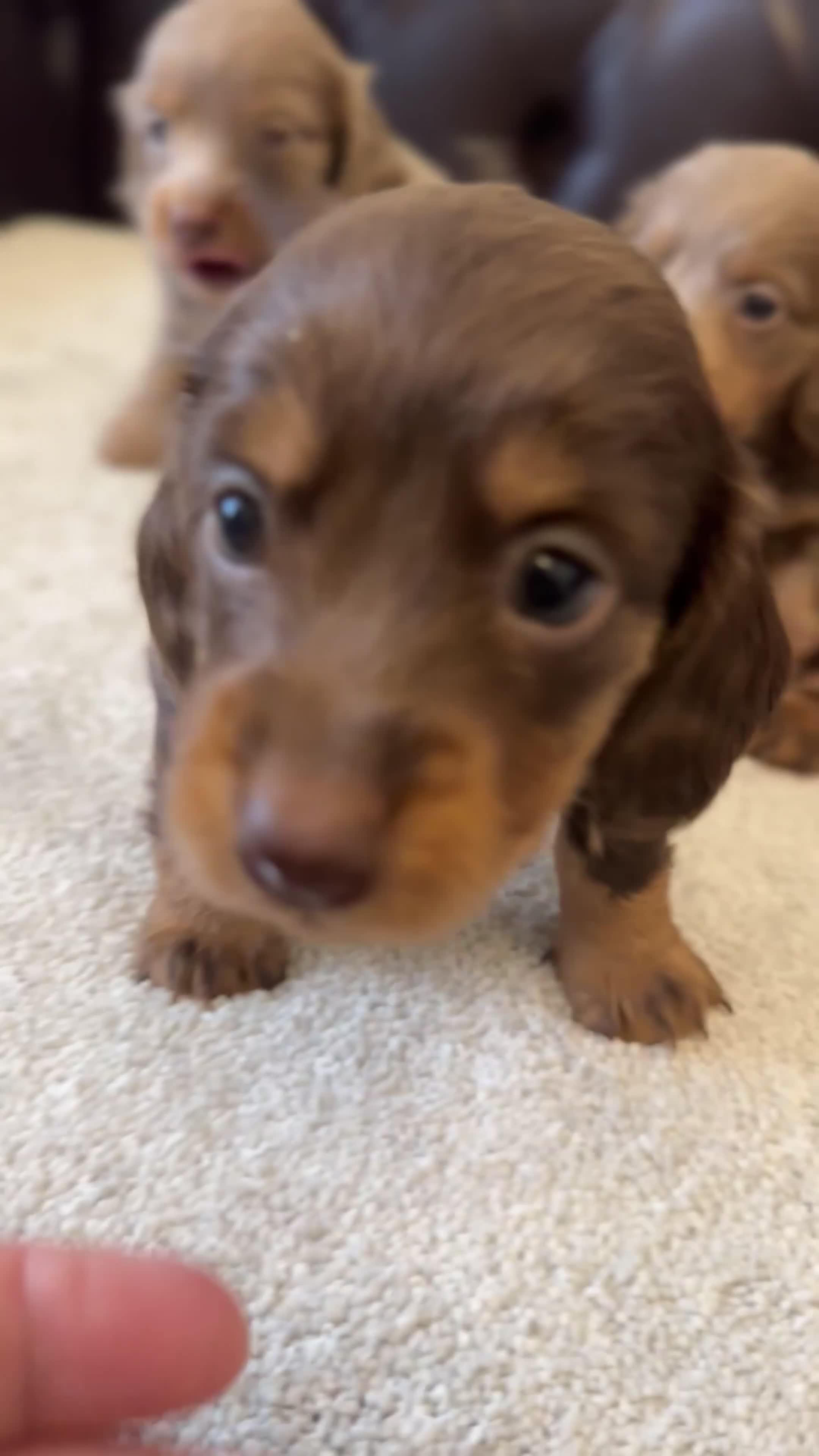 Miniature Dachshund dogs for sale: Dachshund miniature long hair  - Video 1