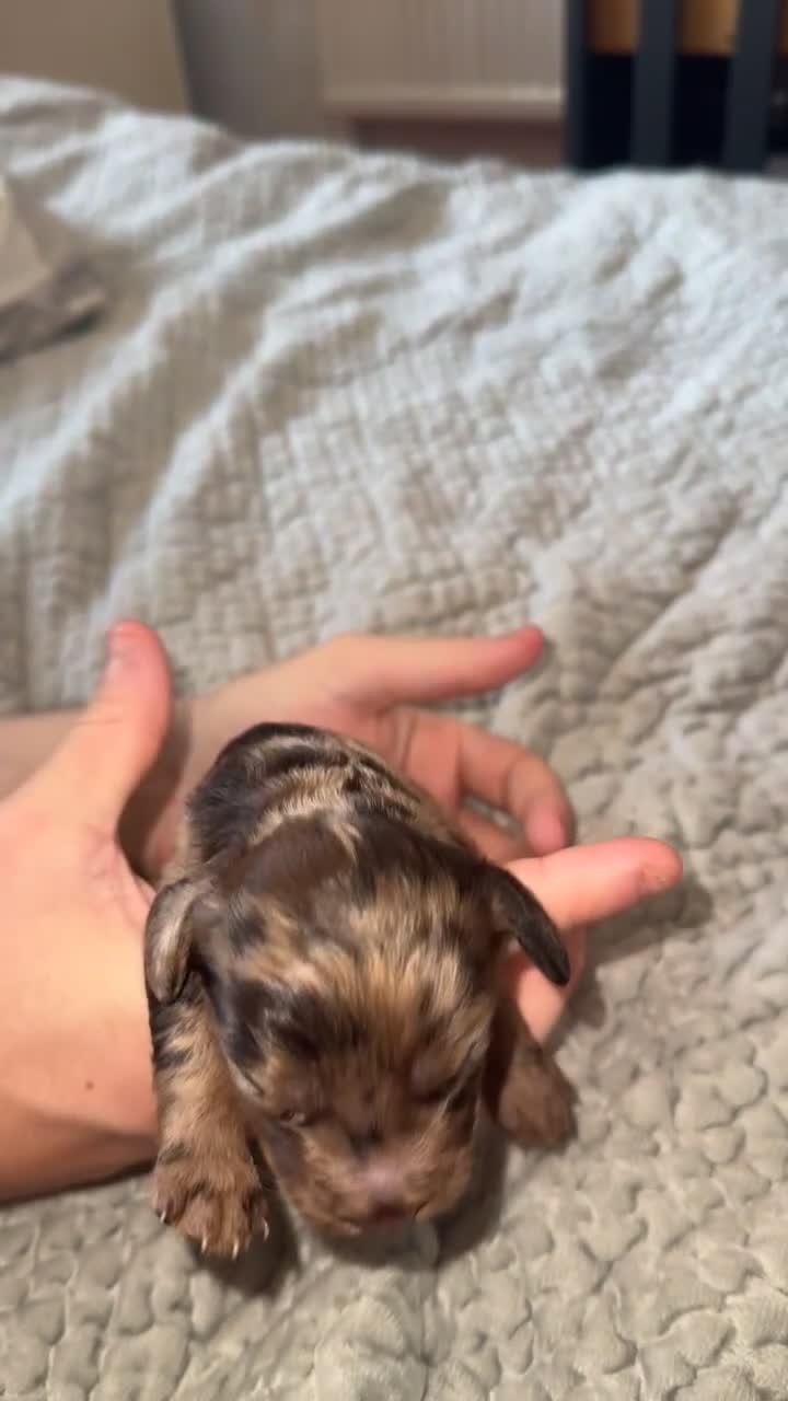 Cockapoo dogs for sale: F1B Cockerpoo puppies  - Video 3