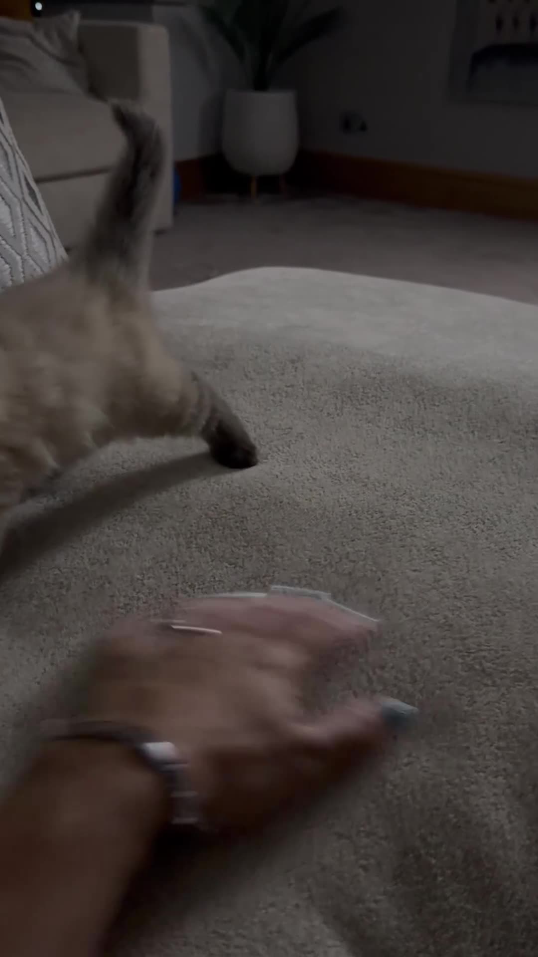 Ragdoll cats for sale: Ready to leave NOW! Ragdoll - Video 2