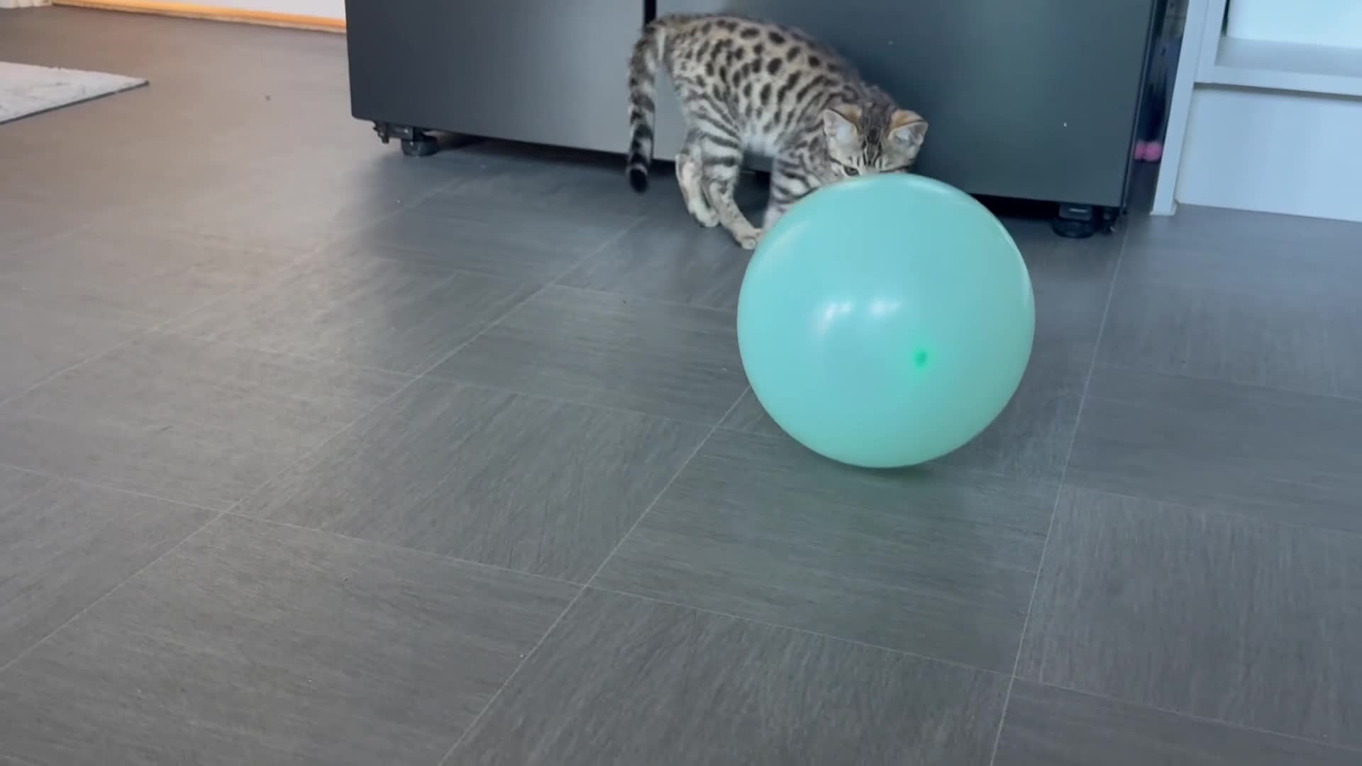 Savannah cats for sale: LAST BOY kitten left ! - Video 1