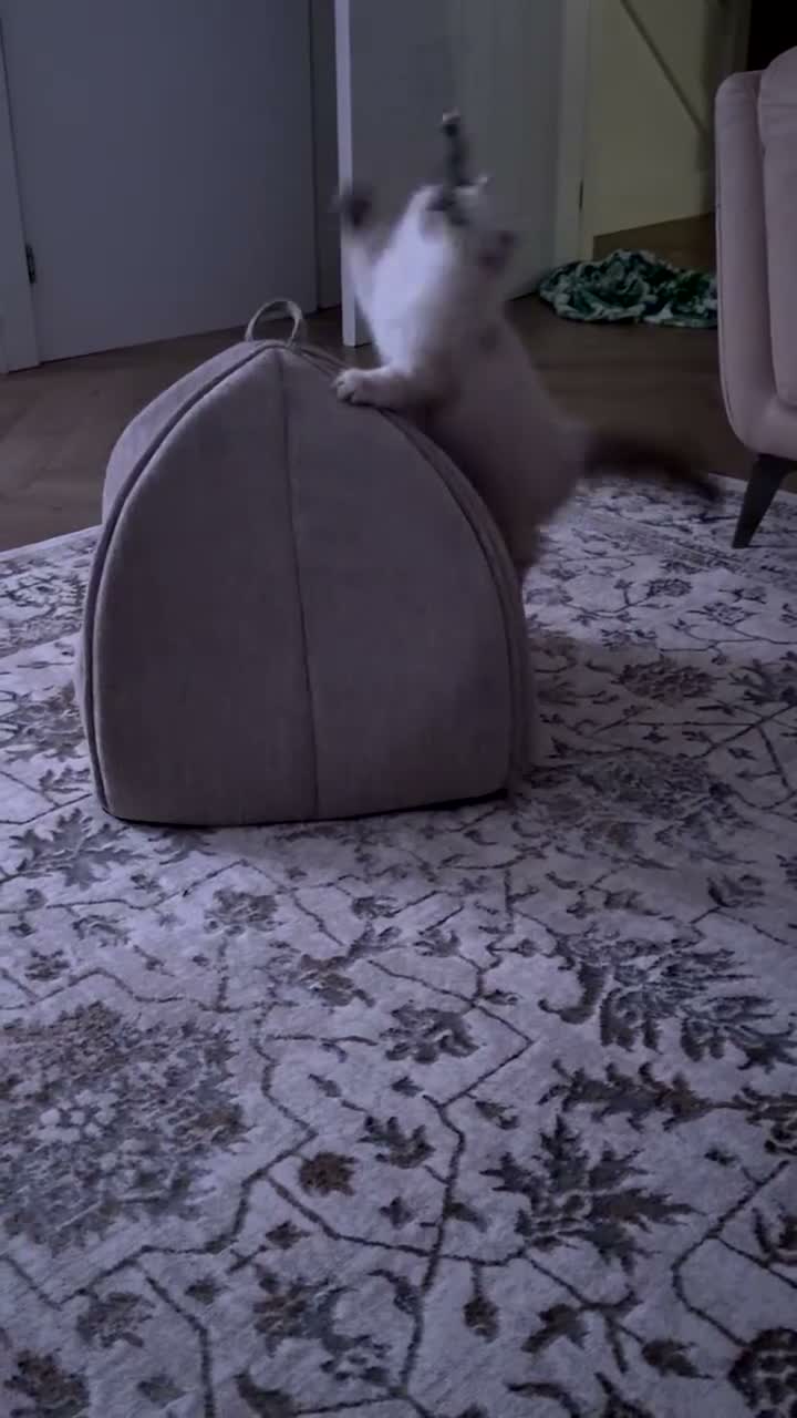 Persian cats for sale: Beautiful Lynx point Persian Himalayan kitten - Video 2
