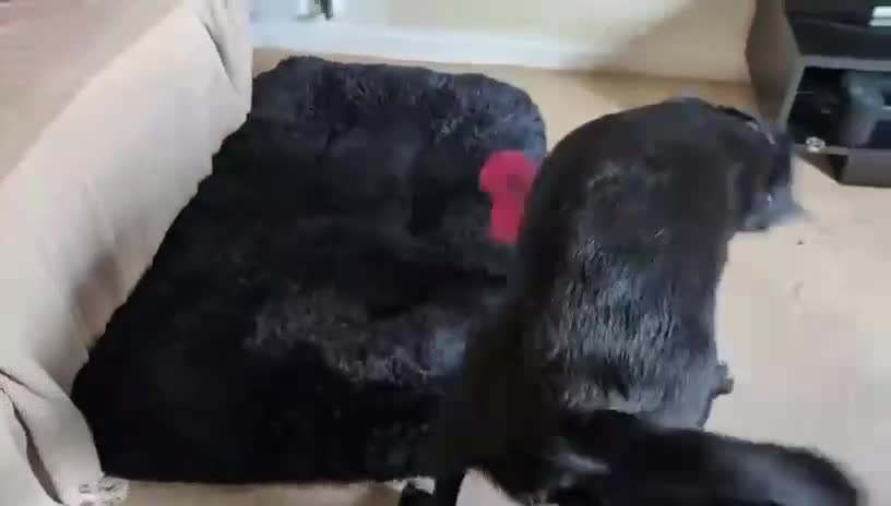 Mixed Breed dogs for adoption: ❤️🐶 DORIS – A BIG SOFT HEART IN A YOUNG BODY - Video 3