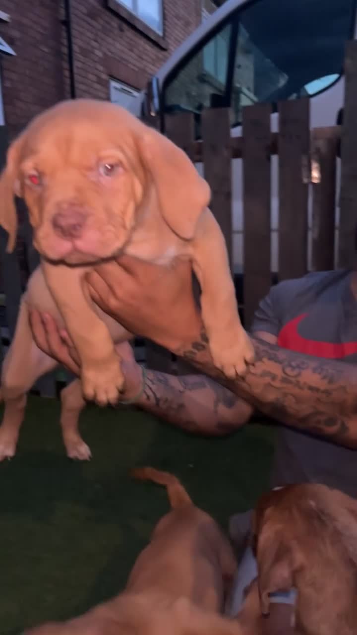 Mixed Breed dogs for sale: Dogue de Bordeaux / English mastiff  in Leeds - Video 4