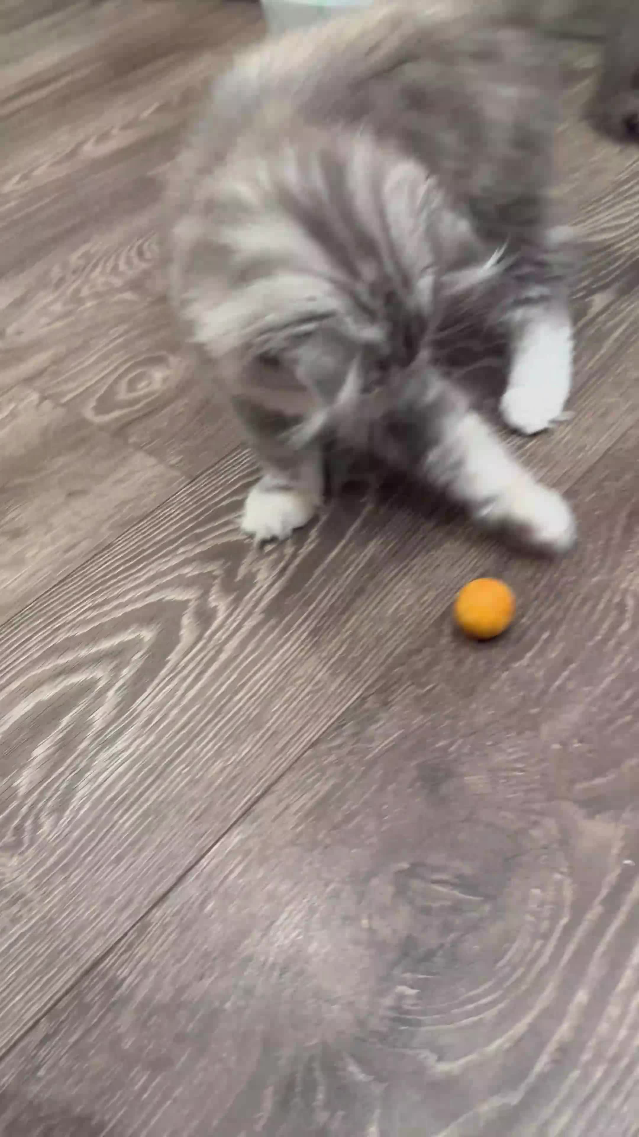 Scottish Fold cats for sale: Last Girl- Beautiful Scottish Fold X Ragdoll  - Video 3