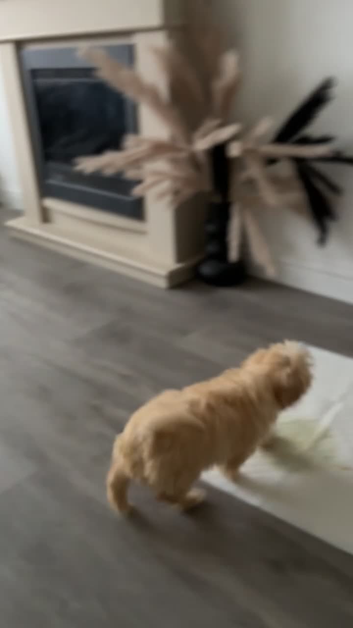 Cockapoo dogs for sale: Cockapoo puppies  - Video 1