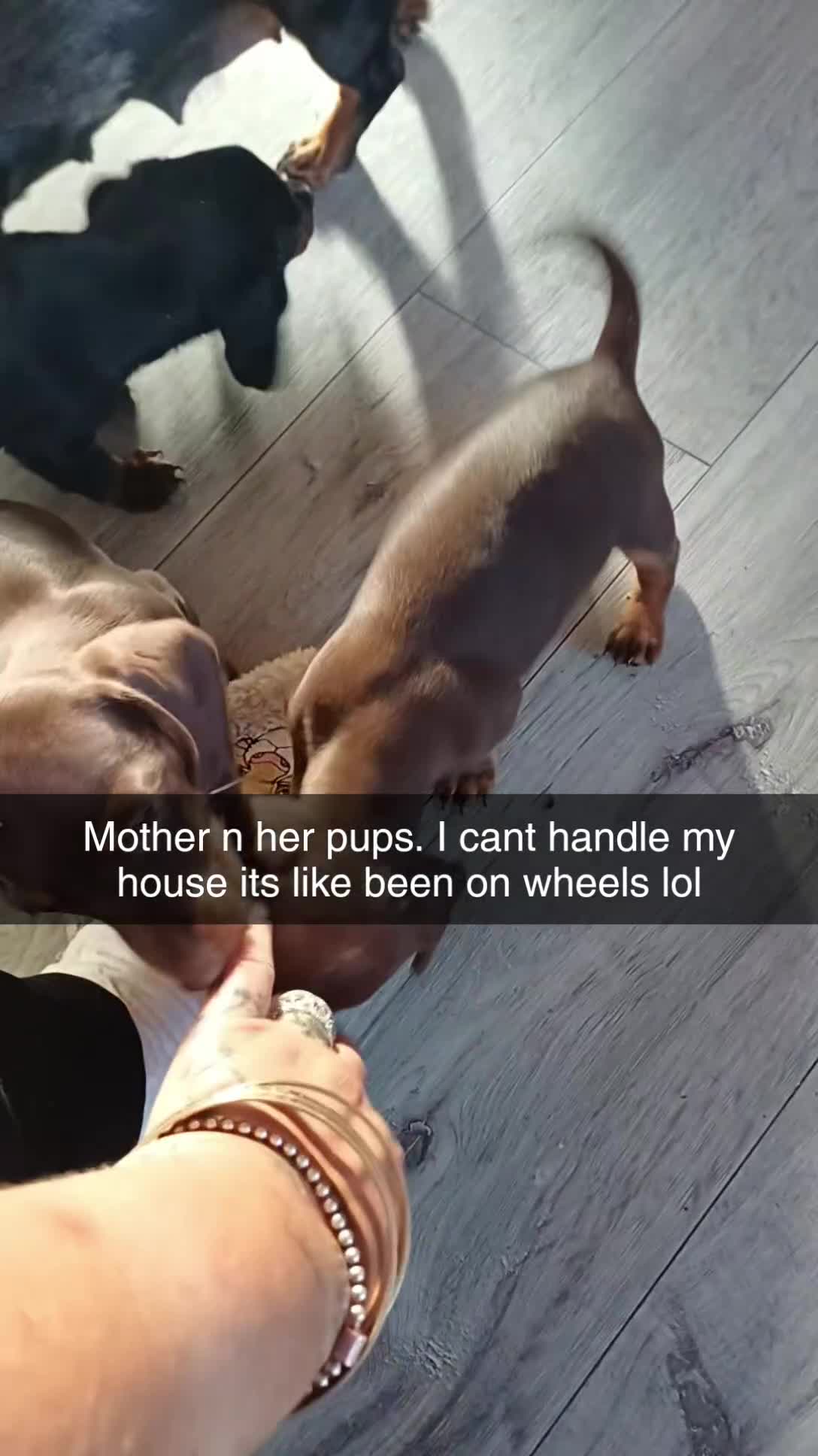 Dachshund dogs for sale: Miniature dachshunds  - Video 1