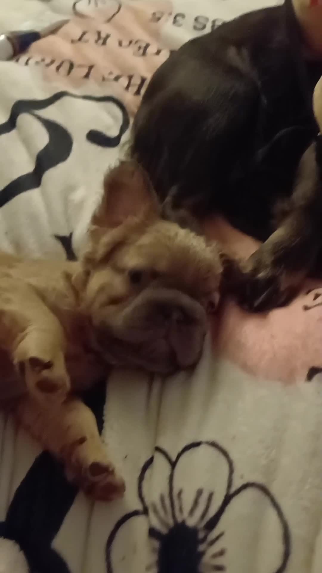 French Bulldog dogs for sale: Quality French Bulldog Puppies – Well Socialised - Video 5