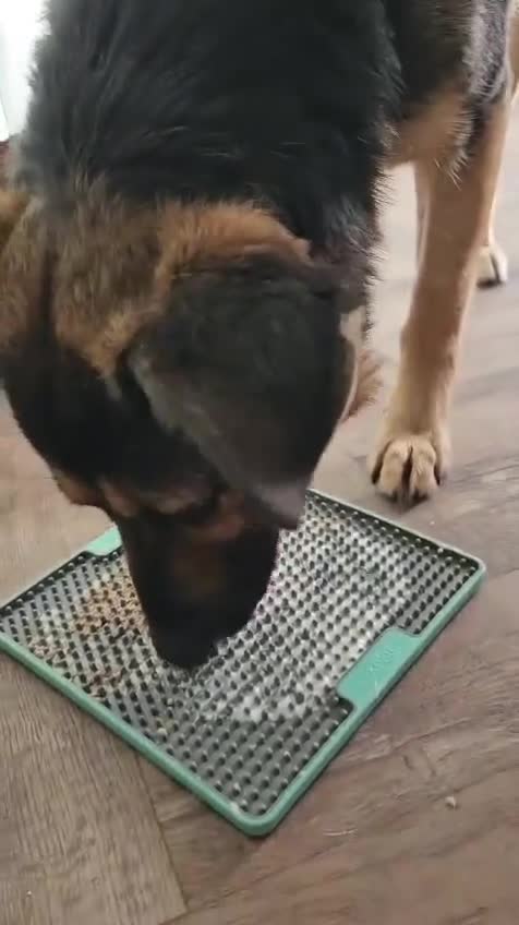 Mixed Breed dogs for adoption: Tio - FOR ADOPTION - Video 3