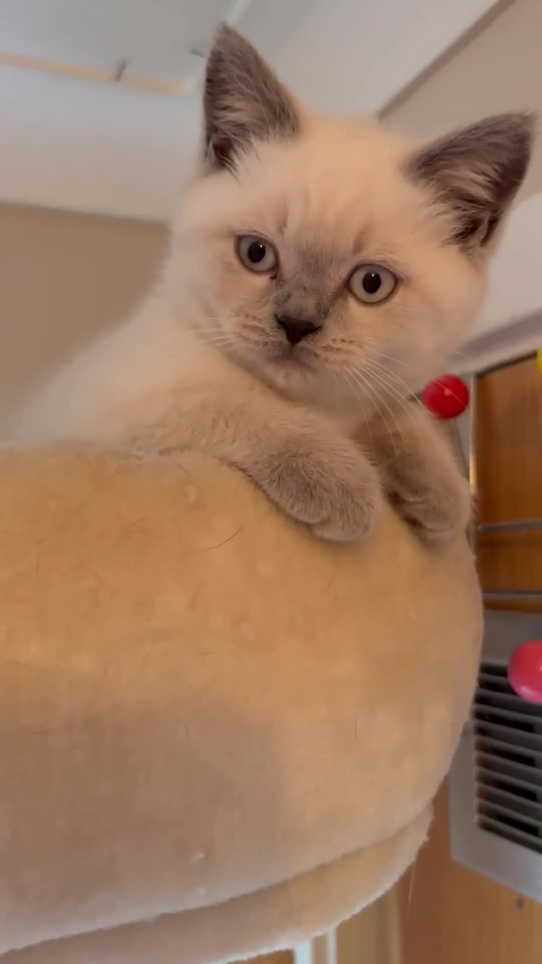 British Shorthair cats for sale: BSH BLUE/Grey kittens 2 gorgeous boys available - Video 4