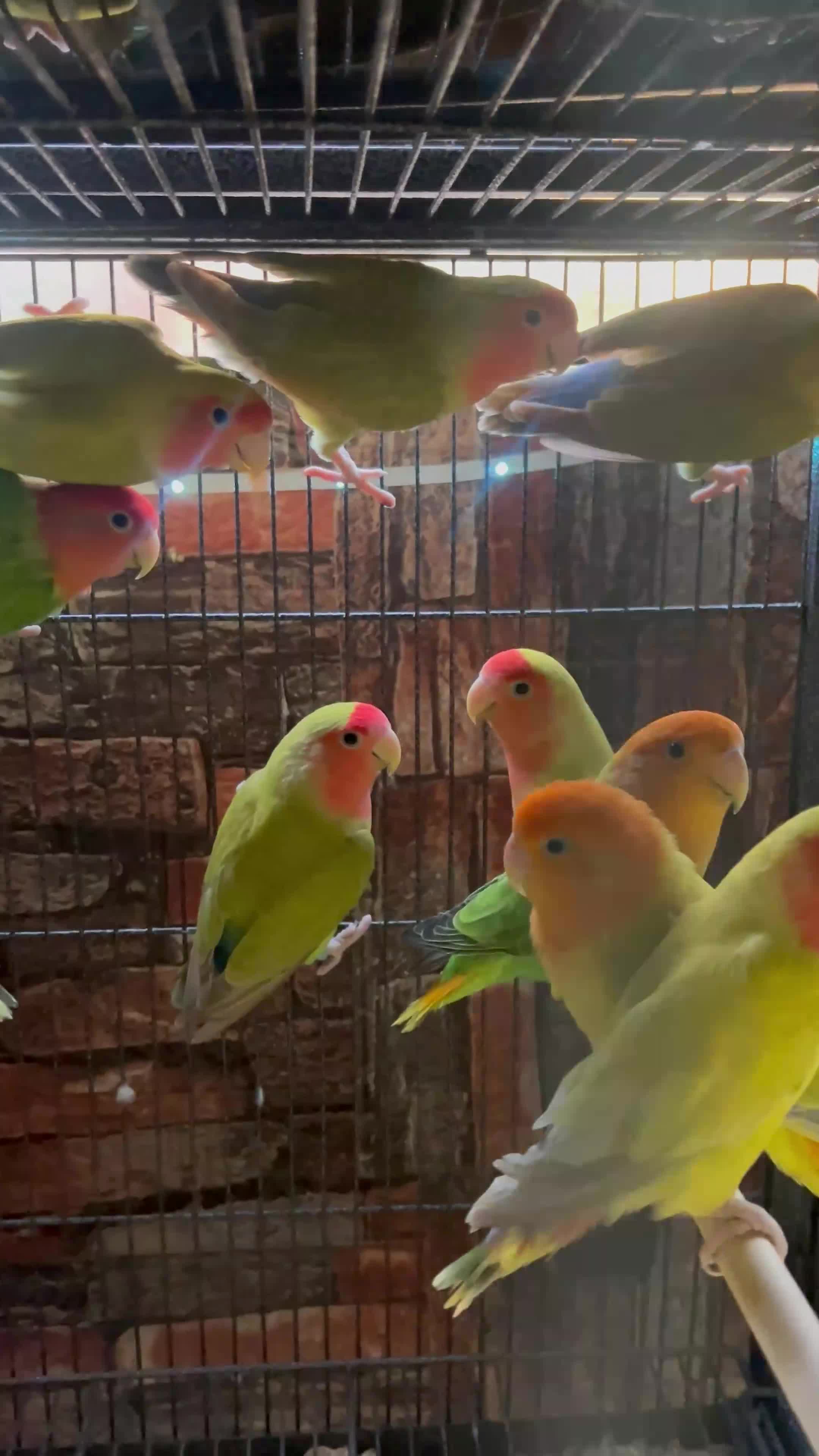 Lovebirds birds for sale: Various peachface lovebirds for sale  - Video 2