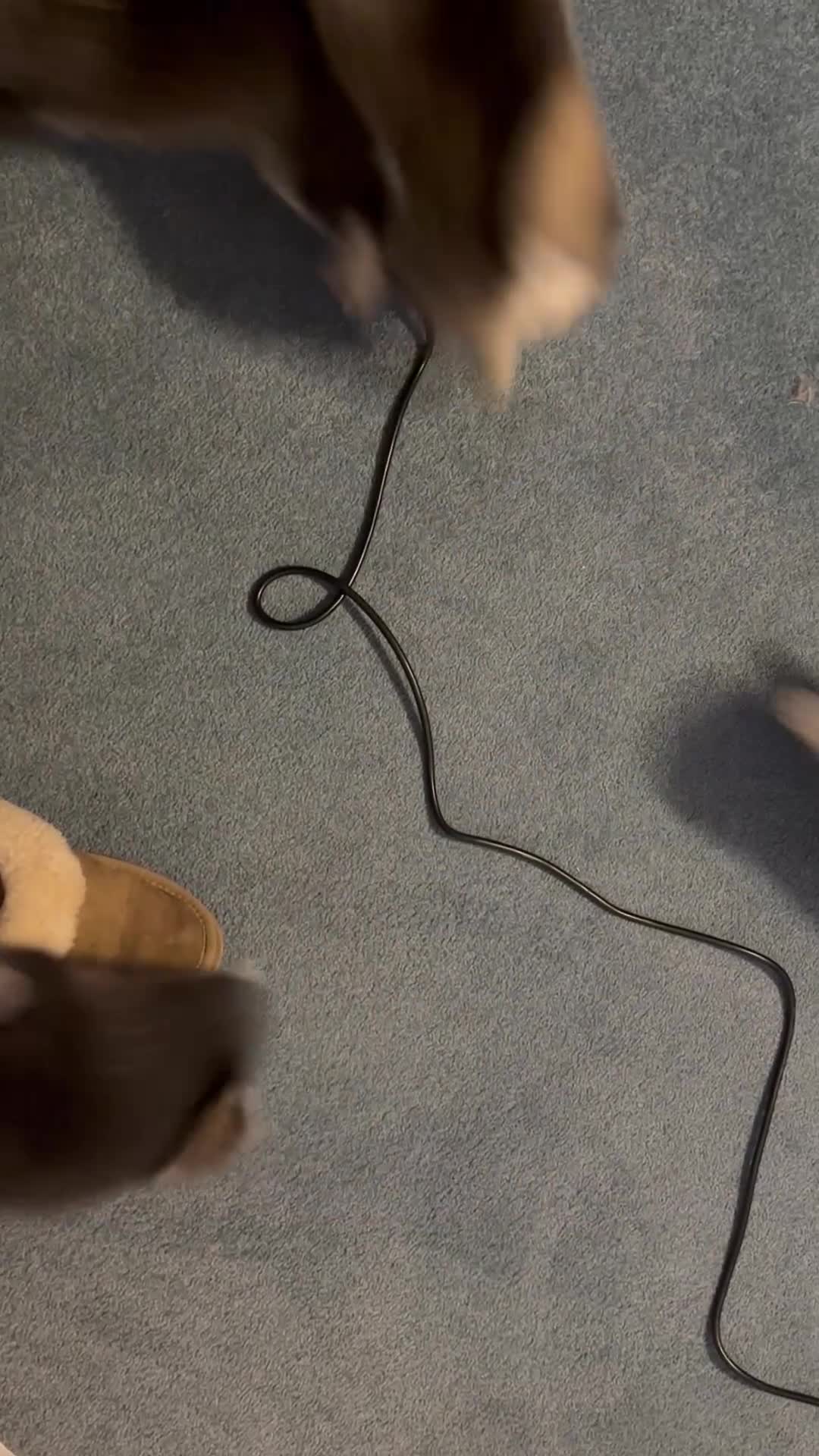 Pomsky dogs for sale: F4 tiny pomsky pups REDUCED need homes now - Video 1