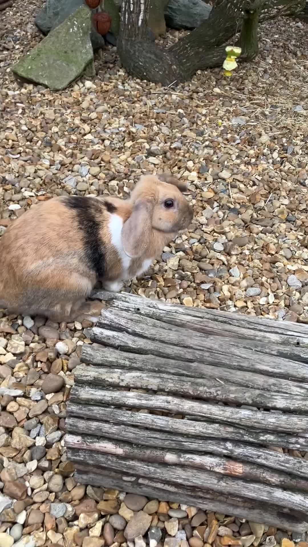 Mini Lop rabbits for sale: Female bunny - Video 2