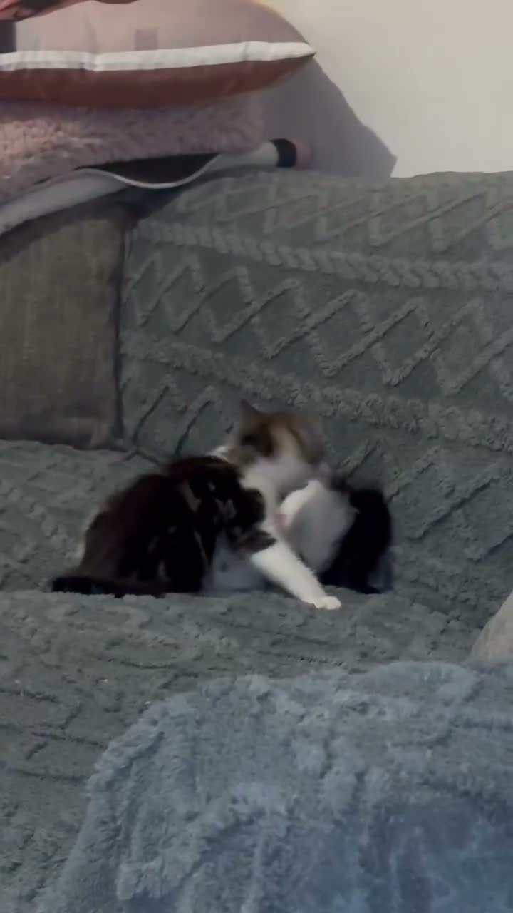 Mixed Breed cats for sale: 3 Adorable Persian-Cross Kittens  in London - Video 2