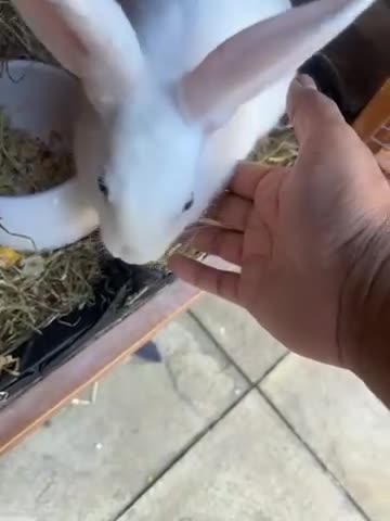 Mixed Breed rabbits for sale: Stunning blue eyed four bunnies ready for new home - Video 1