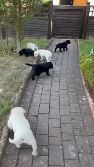 Labrador Retriever dogs for sale: Lovely black show bred puppies in Taunton - Video 1