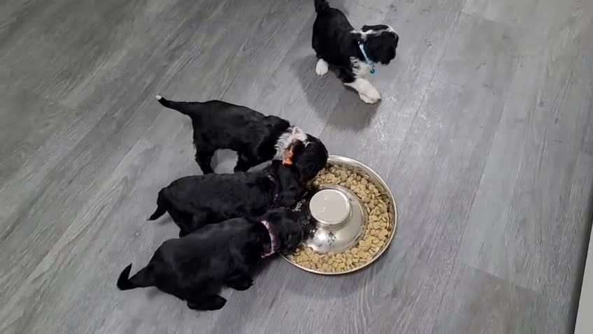 Sproodle dogs for sale: toy sproodle puppies (double doodle)  - Video 1