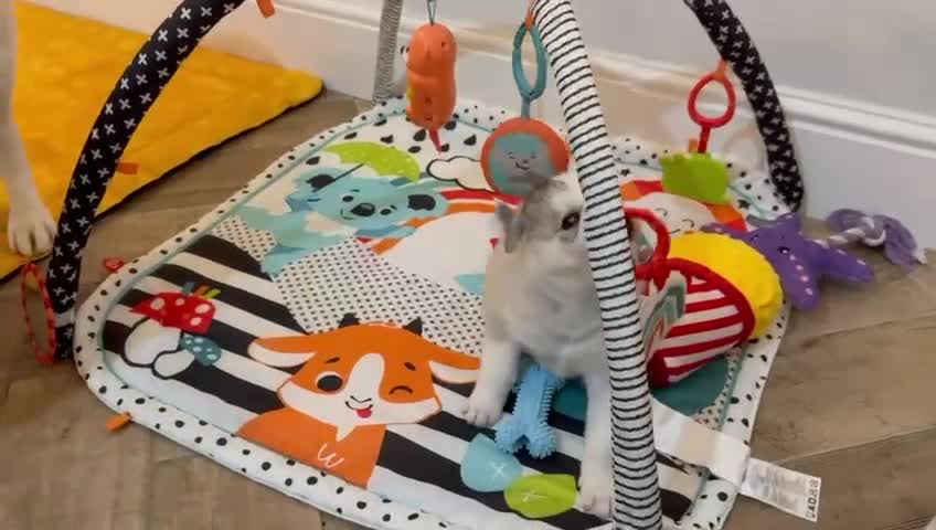 Siberian Husky dogs for sale: Pure Siberian Huskies 3 Puppies - Video 3